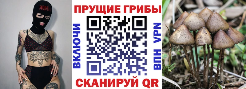 Псилоцибиновые грибы прущие грибы Кораблино